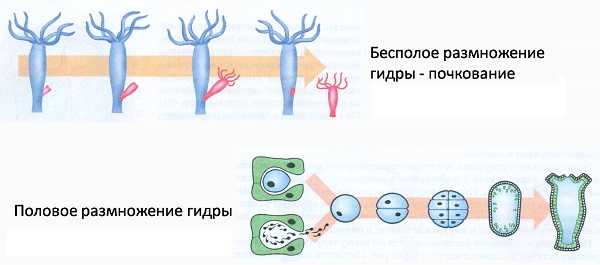 Кракен телеграмм магазин