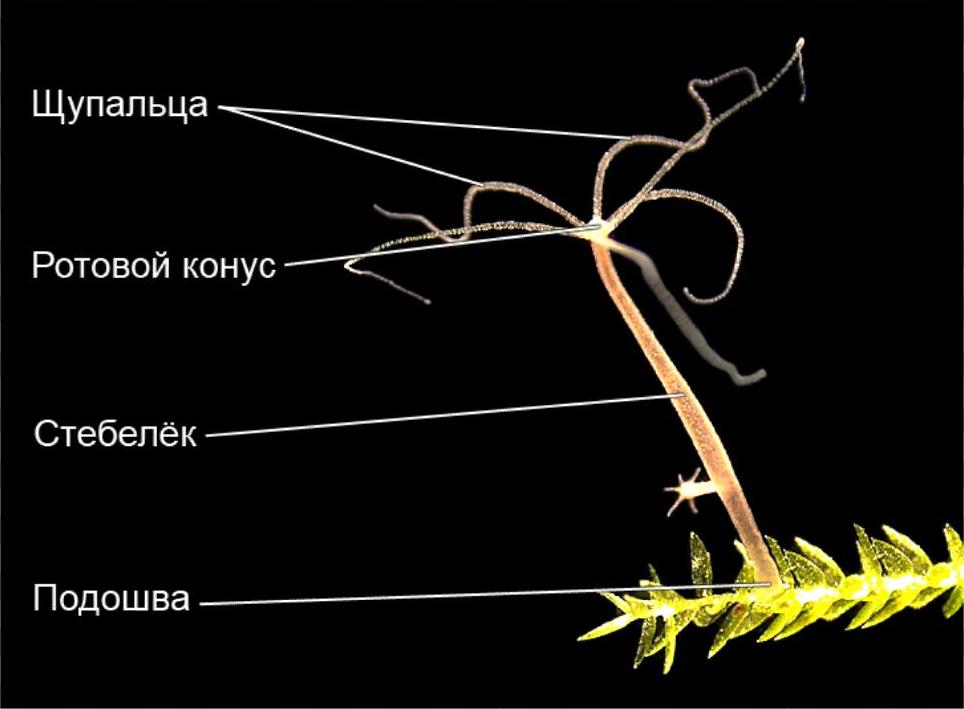 Кракен ссылка onion